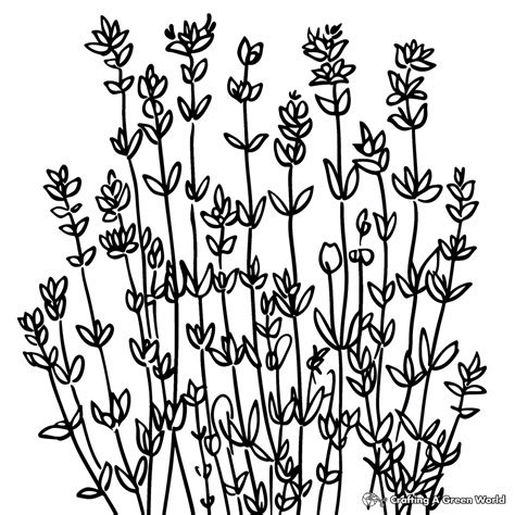 Herbs Coloring Pages - Free & Printable!