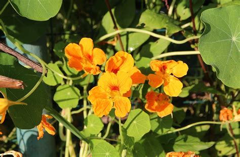11 Nasturtium Companion Plants For Your Garden