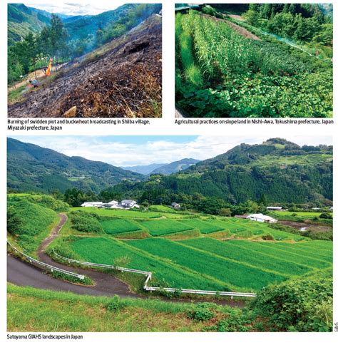 Malaysia Agriculture 的图像结果