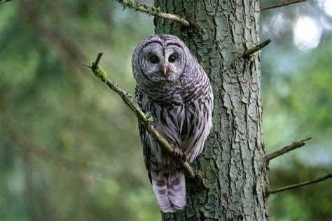 5 Bird Calls Every Nature Lover Should Know (And How to Recognize Them) - BirdWatching