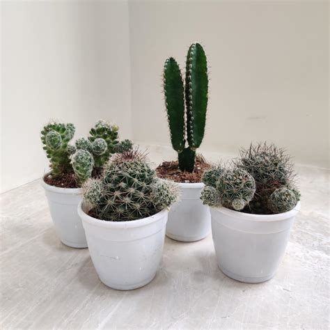 CAPPL Cactus Live Plants Best House Plant (Qty : 4 Plants) : Amazon.in ...