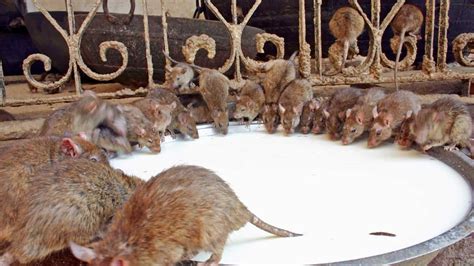 Karni Mata Temple: Where 20,000 worshipped rats reside and are fed