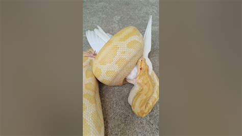 Image result for Python's Meal