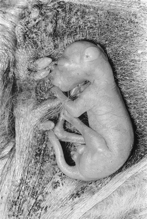 Newborn Kangaroo Kangaroo Facts And Photos