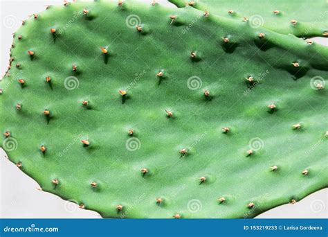 Opuntia Cactus. Opuntia is a Genus in the Cactus Family Stock Image ...