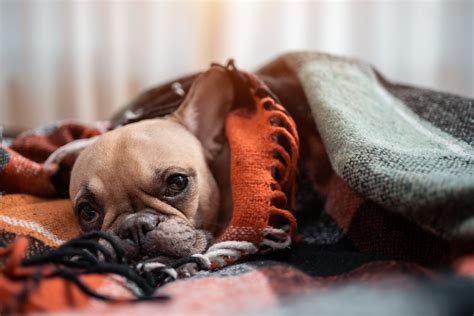 What To Expect After A Dog Has An Endoscopy Procedure