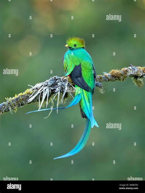 The resplendent quetzal (Pharomachrus mocinno) is a bird found in Central America and southern ...