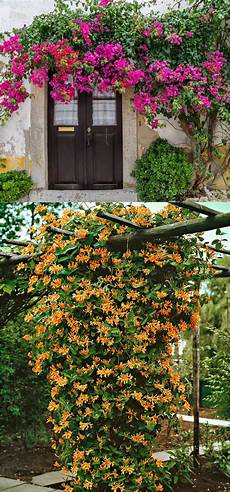 Garden Climbing Plants And Flowers by 20 Favorite Flowering Vines And Climbing Plants A Garden Climbing Plants And Flowers
