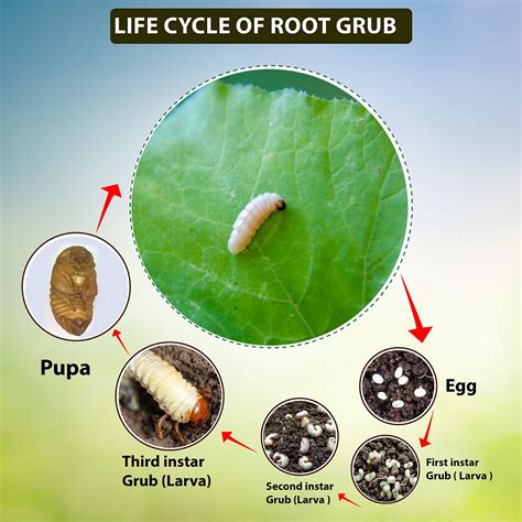 Grub Worm Life Cycle