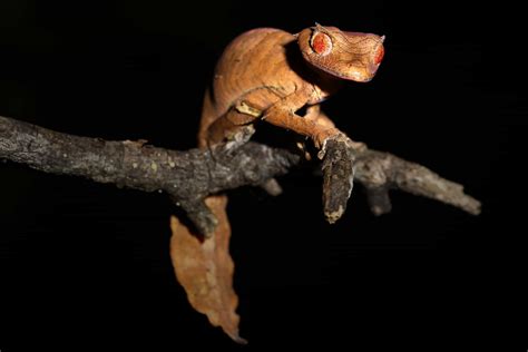 Weird and wonderful cold-blooded wildlife