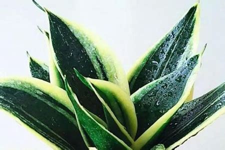 亚美体育登录首页