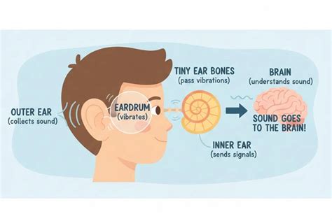 What Is Sound for Kids? Simple & Fun Explanation