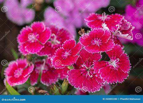 Bright Sweet William Flowers Dianthus Barbatus Flowering in a Garden ...
