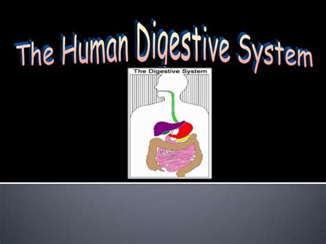 Image result for Digestive System Lecture