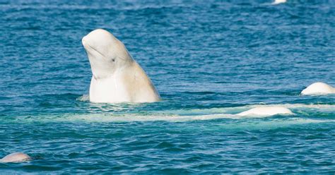 Beluga Whale Wallpapers Pictures