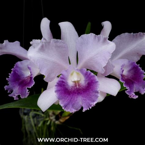 Buy Hybrid Cattleya Jairak Breeze BS Orchid Online | Orchid-Tree