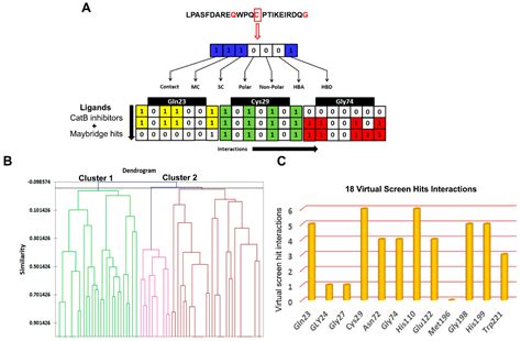 Identification of Novel Cathepsin B Inhibitors with Implications in ...