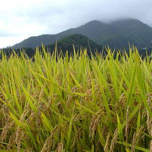 naturehils Basmati Paddy, Basmati Rice Seed-1109 for Farming ...