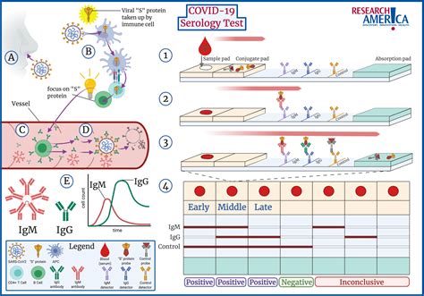 Explained: How a COVID-19 Serology Test Works And Obstacles to its Use ...