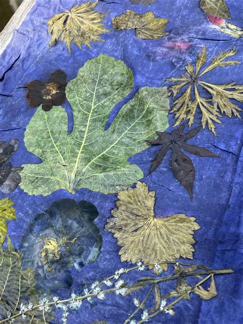 The Art of Botanical EcoPrinting with Sofia Seldon, Bedrock Gardens ...