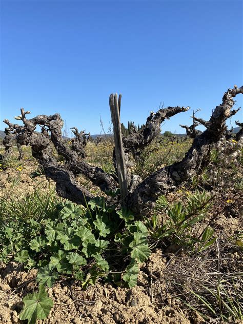 Adopt Julie - Domaine Jones