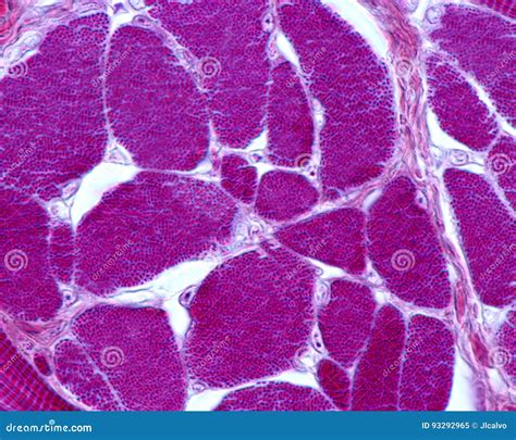 Skeletal Muscle Tissue