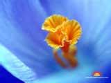 Free Desktop Wallpapers, Full screen wallpapers, Free desktop backgrounds
