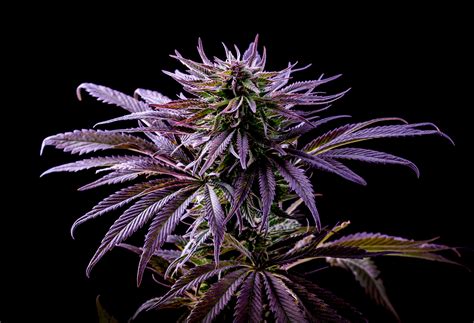 The Strongest Weed: Potent THC Strains of 2024 - Flight2Vegas Smoke Shop