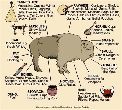 Native American Tribes Buffalo Uses