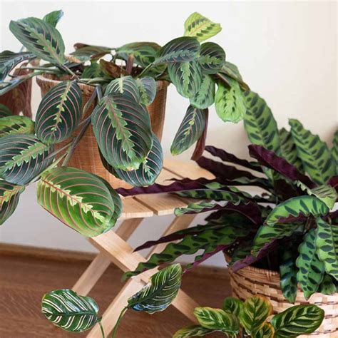 The Prayer Plant Is an Easy-to-Care-for Unique Houseplant