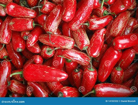 Red Jalapeno Peppers stock photo. Image of chili, food - 14102332