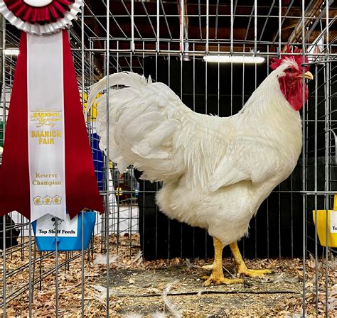 Exhibition Poultry: Looking Back at 45 Years