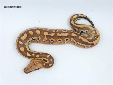 Image result for Red Blood Python