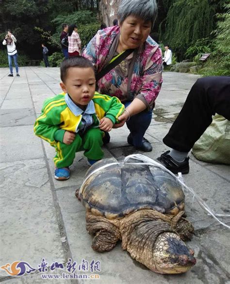 渔民捕超百岁海龟, 青岛渔民捕获千年海龟被放生16年后救回儿子(2)_99女性网