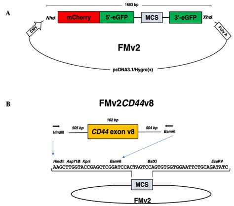 IJMS | Special Issue : Transcriptional Therapy and Nucleic Acid-Based ...