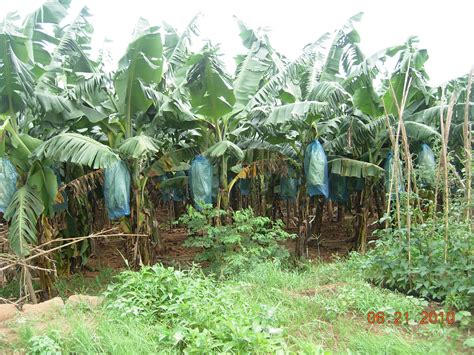 Agriculture China 的图像结果