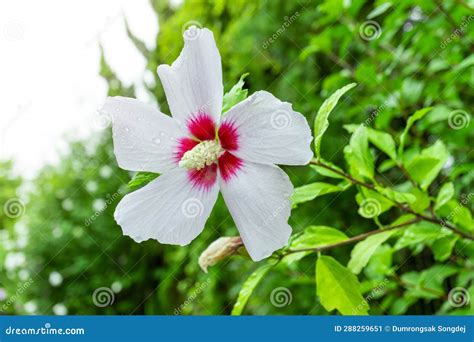White Mugunghwa Flower is a Korean National Flower or in the Name Rose ...