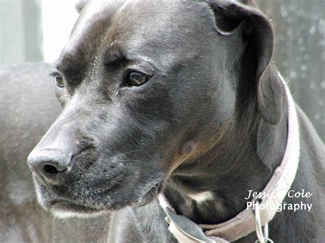 Boxer and Lab Mix 的图像结果