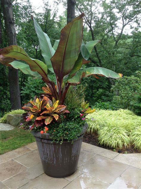 Tropical elegance. Potted Plants Outdoor, Flower Pots Outdoor, Patio ...
