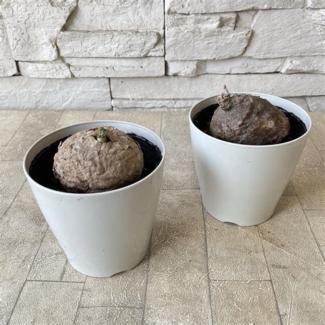 【観葉植物】ステファニア エレクタ 3寸鉢 | 橋本種苗園