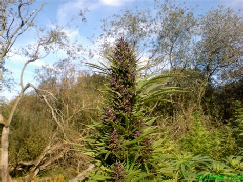 SECURE *Your* Guerrilla Growing Marijuana 💬 | Green CulturED