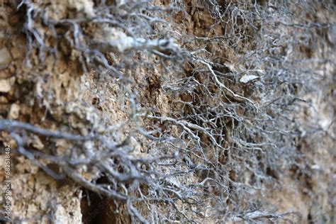 Earth Dirt 的图像结果