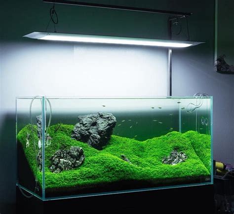 2 feet Glass Aquarium Tank – 24x12x12 Inch Rimless 5mm Ultra-Clear ...