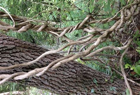 Unbraiding Colonial Dissonance: a Communal Psychomagic Ritual, TORHAUS ...