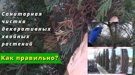Санитарная чистка декоративных хвойных растений ( туи, можжевельника ...
