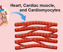 cardiomyocytes 的图像结果