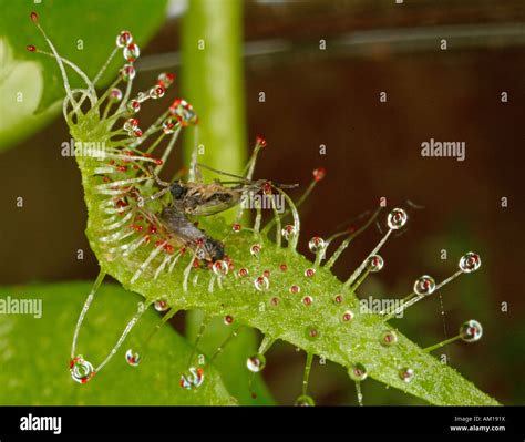 Carnivorous plant - insect-eating plant Stock Photo - Alamy
