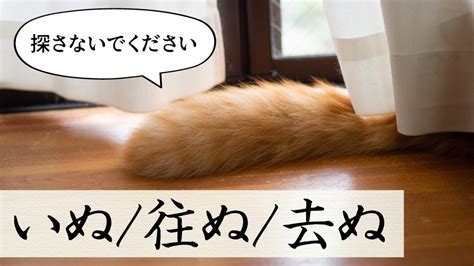 Auto Docstring Visual Studio 的图像结果