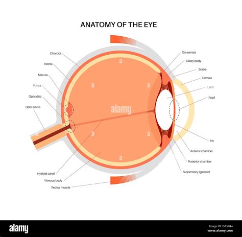 Illustration of the eye anatomy. The structure of the eye includes ...