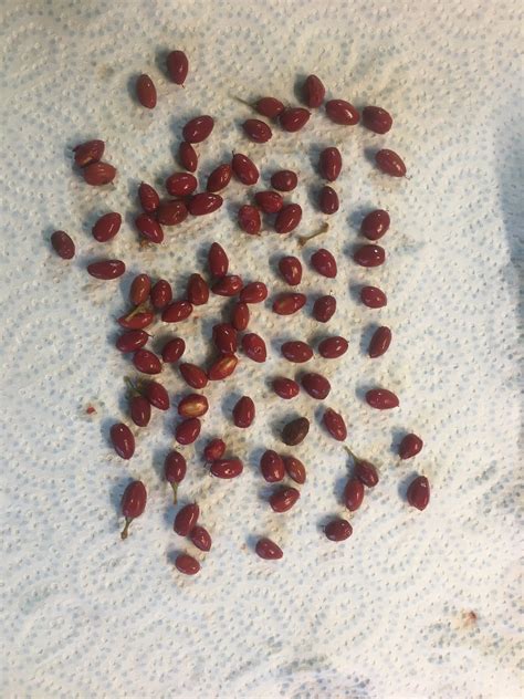 Coca Seed Germination. 1. Seed Characteristics: | by Erythroxylum Coca ...
